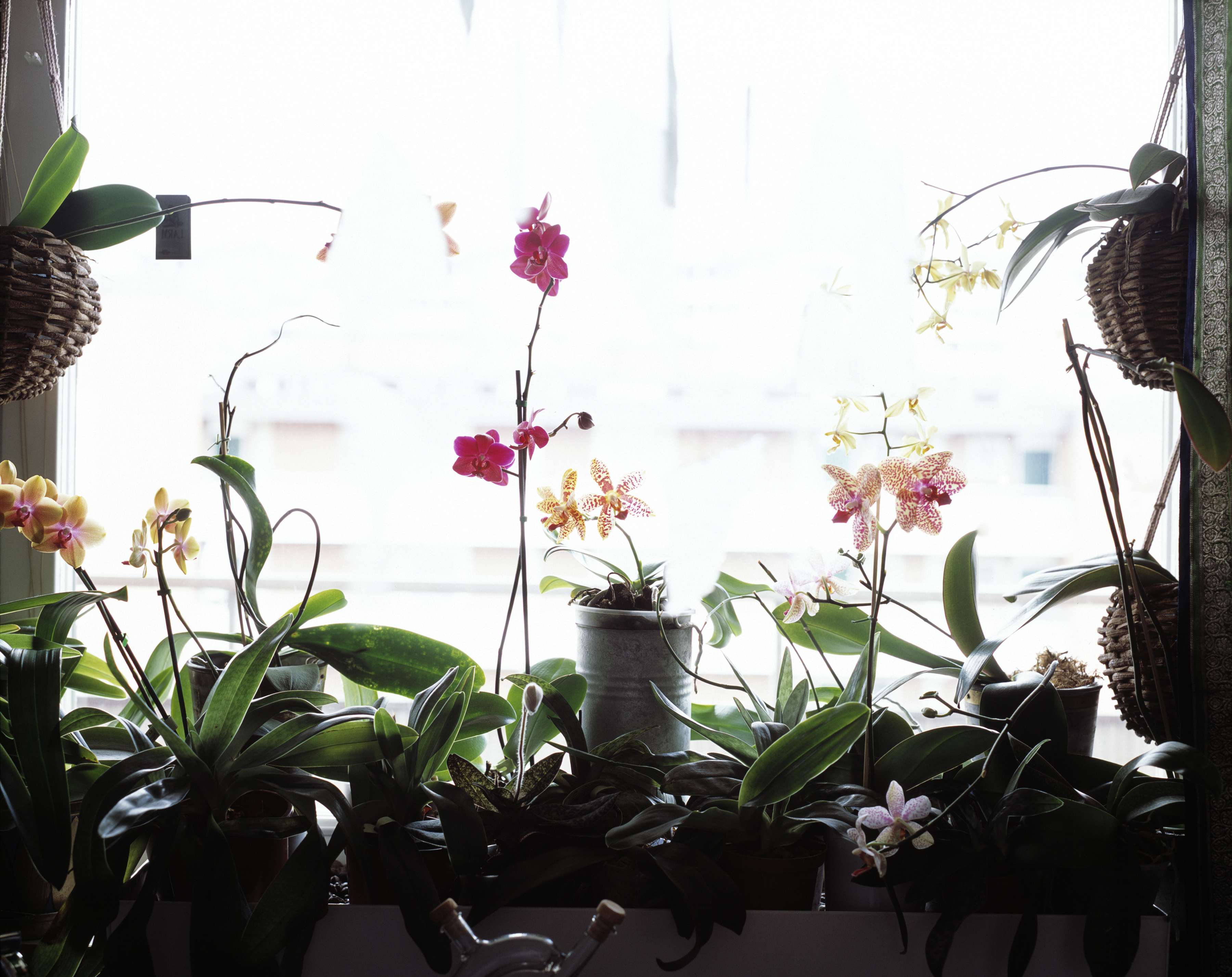 Orkidéer på rad i ett fönster med vackra blommor i rosa och aprikost