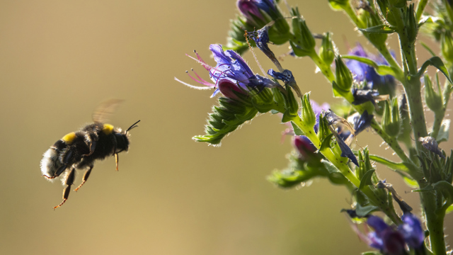 ett bi flyger mot en blomma