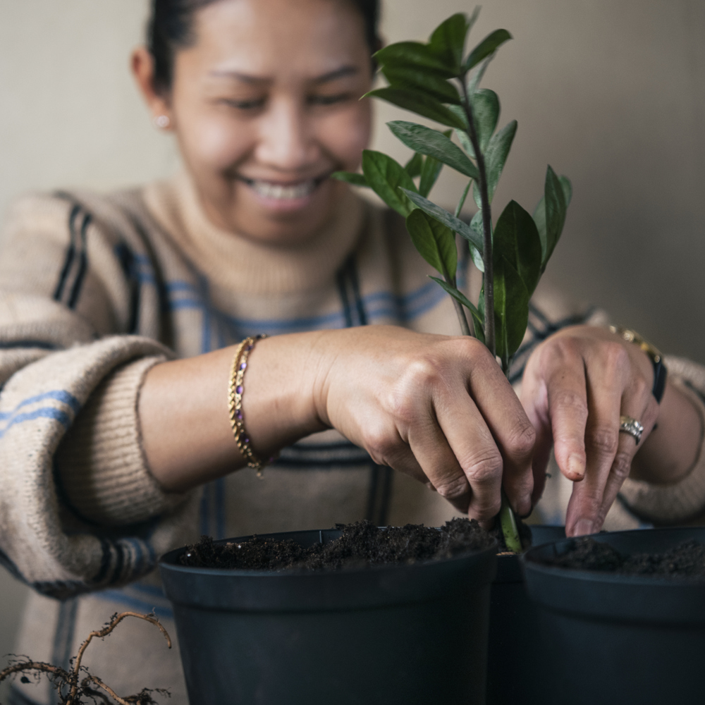Kvinna planterar om en Garderobsblomma