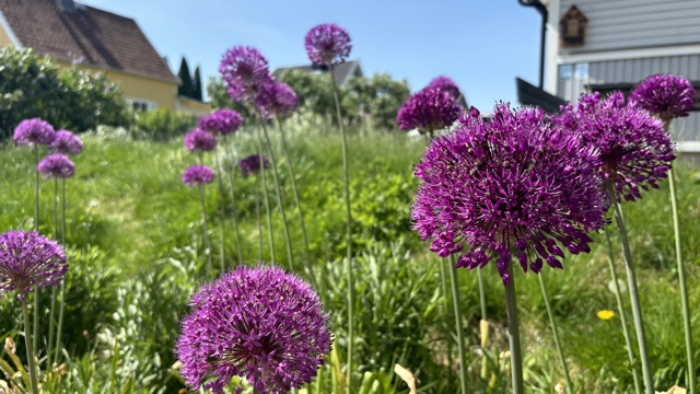 Lila bollformade stora blommor i närbild