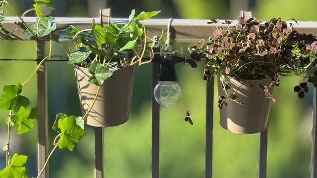 Ljusslinga och växter på en balkong.